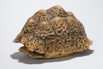 Media type: image;   Herpetology R-18156 Description: Image taken for Time and Time Again exhibit at Collection of Historical Scientific Instruments.;
